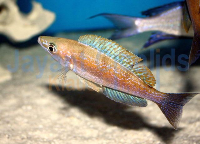 Cyprichromis microlepidotus Kigoma