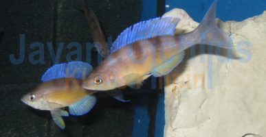 Cyprichromis zonatus