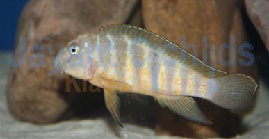 Eretmodus cyanostictus Ikola