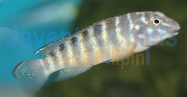 Eretmodus cyanostictus Kigoma