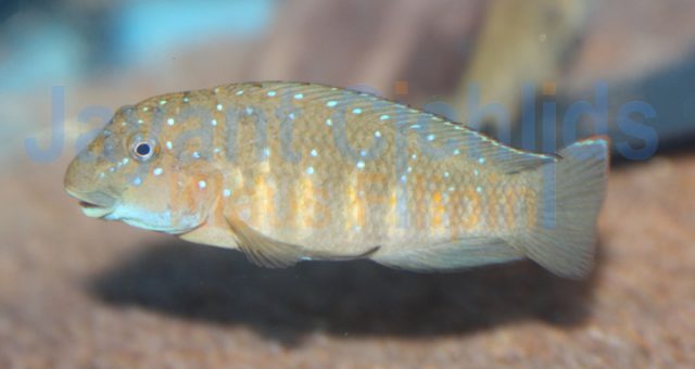 Eretmodus cyanostictus Kiku