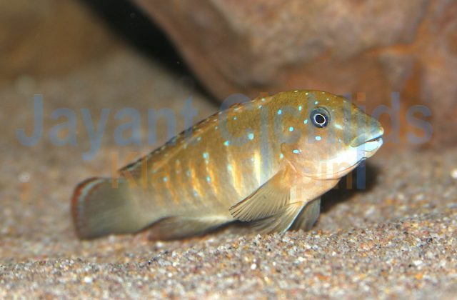 Eretmodus cyanostictus Kipilli