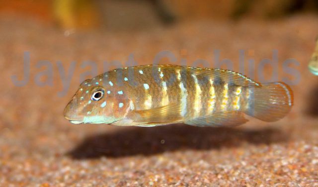 Eretmodus cyanostictus Kissi