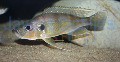 Greenwoodochromis bellcrossi