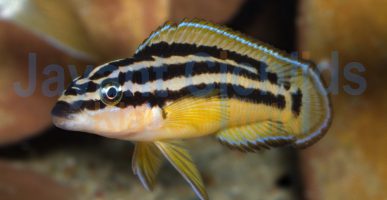 Julidochromis ornatus yellow Zaire