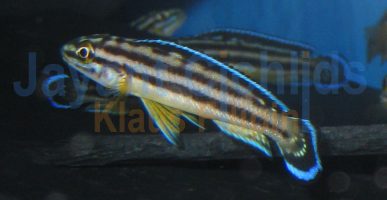 Julidochromis regani Kipilli