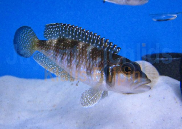 Lamprologus meleagris