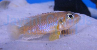 Lamprologus occelatus Gold