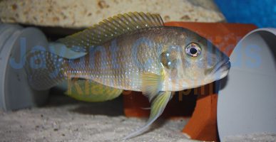 Limnochromis auritus