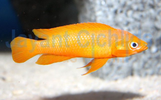 Neolamprologus Leleupi Karilani