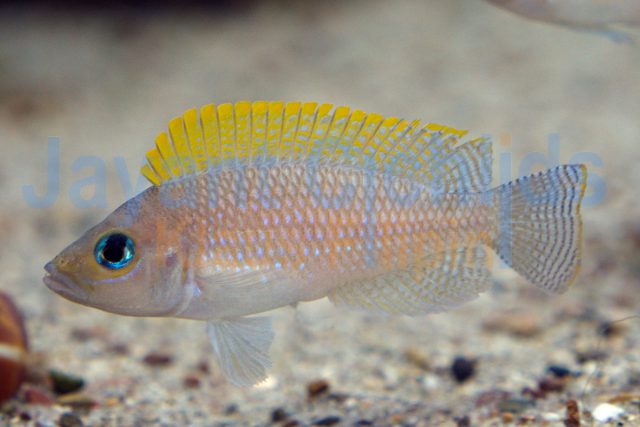 Neolamprologus caudopuctatus