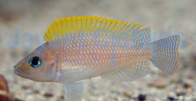 Neolamprologus caudopuctatus