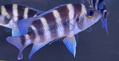 Neolamprologus sexfasciatus Blue Sambia