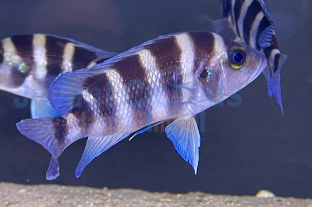 Neolamprologus sexfasciatus Blue Sambia