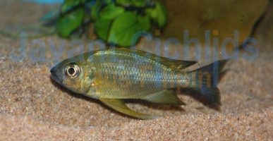 Ophthalmotilapia nasuta Caramba