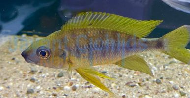 Ophthalmotilapia nasuta Izinga