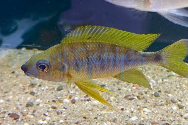 Ophthalmotilapia nasuta Izinga