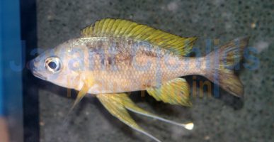 Ophthalmotilapia nasuta Kashenge