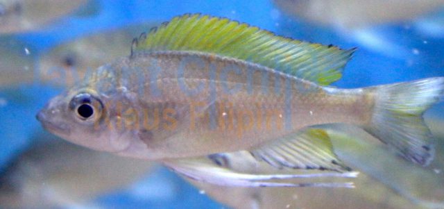 Ophthalmotilapia nasuta Kavalla