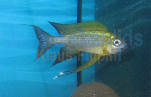 Ophthalmotilapia nasuta Lueba