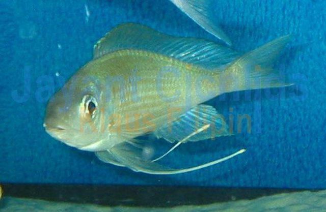 Ophthalmotilapia nasuta Mahilibili