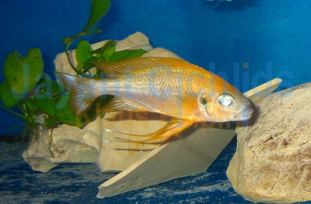 Ophthalmotilapia nasuta Mukosa