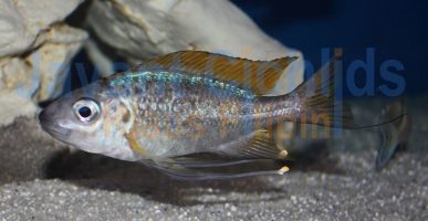 Ophthalmotilapia nasuta Nangu