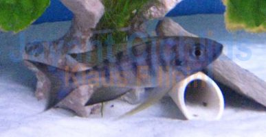 Ophthalmotilapia nasuta Sela