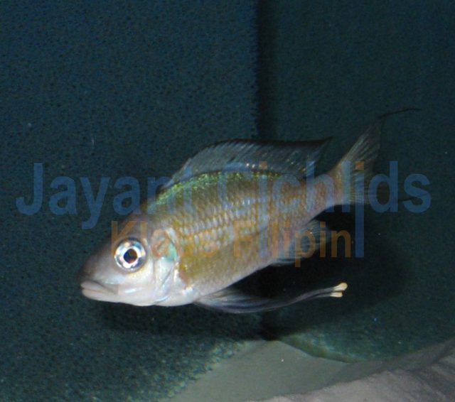 Ophthalmotilapia nasuta Sibwesa