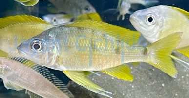 Ophthalmotilapia nasuta Chimba