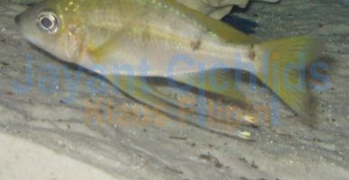 Ophthalmotilapia nasuta Ulwile