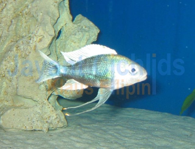 Ophthalmotilapia ventralis Nundo