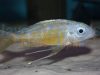 Ophthalmotilapia ventralis Zaire orange