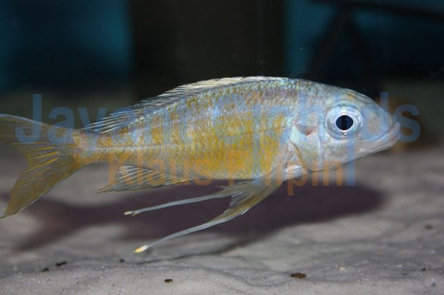 Ophthalmotilapia ventralis Zaire orange