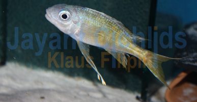 Ophthalmotilapia ventralis orange cap