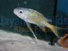 Ophthalmotilapia ventralis orange cap