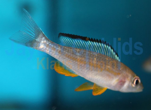 Paracyprichromis brieni Kisono