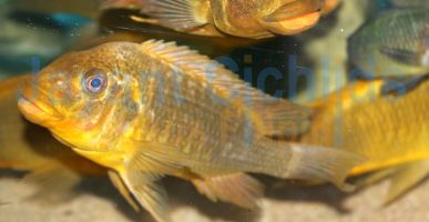 Petrochromis ephippium Moshi