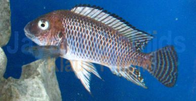 Petrochromis famula Kampampa