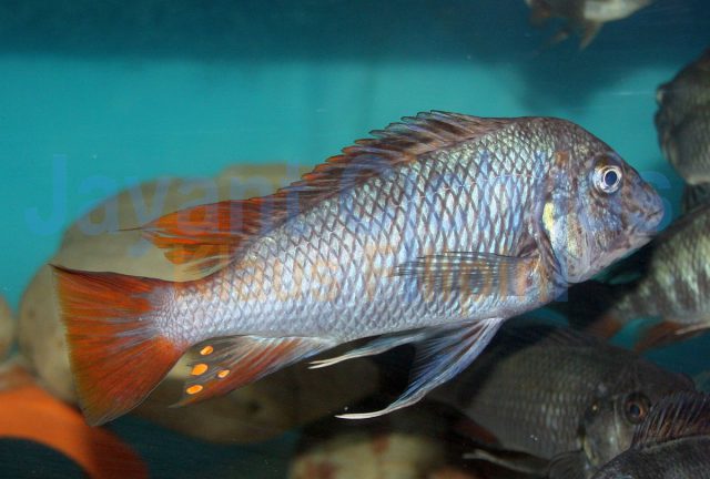 Petrochromis famula Ubwari