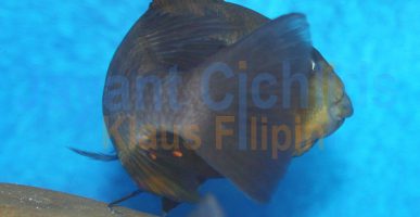 Petrochromis sp. Kasumbe Kigoma