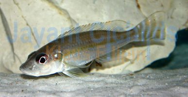 Reganochromis calliurus