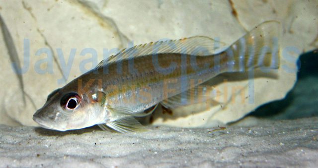 Reganochromis calliurus