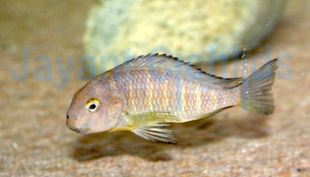 Tropheus brichardi Mzumgu