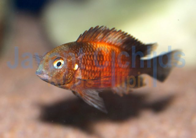 Tropheus moorii Bemba OB