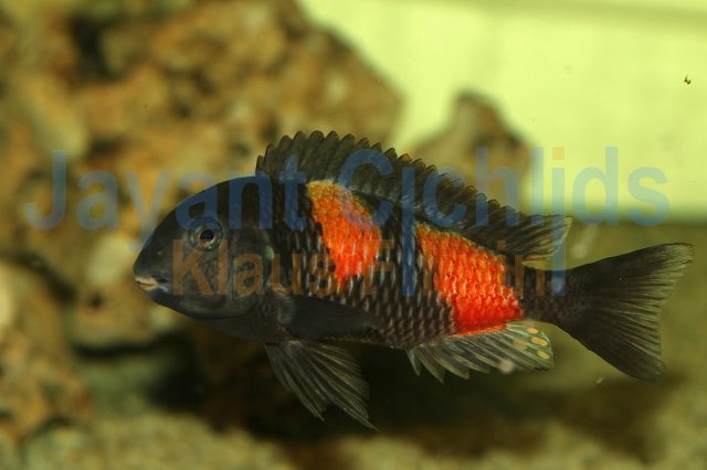 Tropheus moorii Bulu Point Kirschfleck