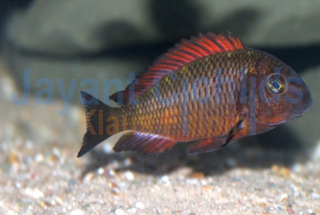 Tropheus moorii Kalindi