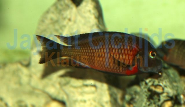 Tropheus moorii Lupota