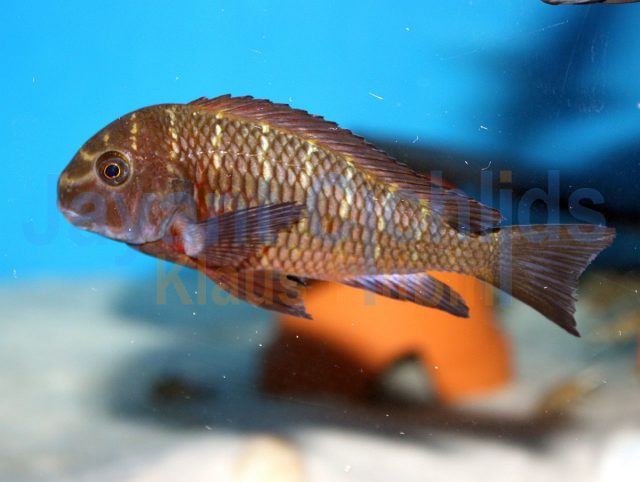 Tropheus moorii Luwanga