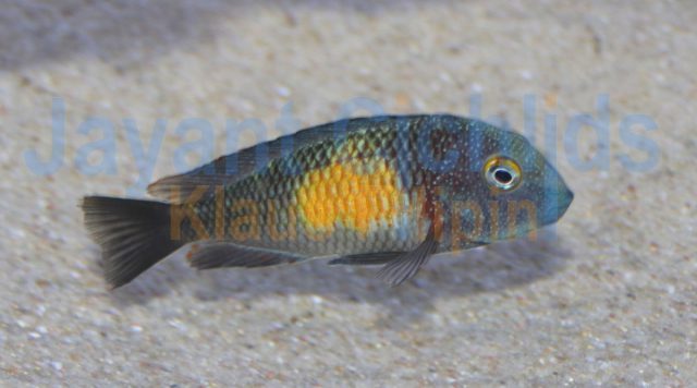 Tropheus moorii Mpulungu